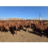 Image 1 : Ripple Rock Ranch - 730# April/May Delivery Heifers - 220 Head (Fincastle, AB)