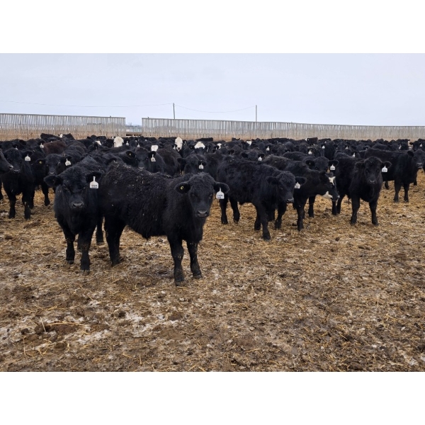 Ripple Rock Ranch - 750# March Delivery Steers - 290 Head (Fincastle, AB)