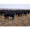 Image 1 : Ripple Rock Ranch - 750# March Delivery Steers - 290 Head (Fincastle, AB)
