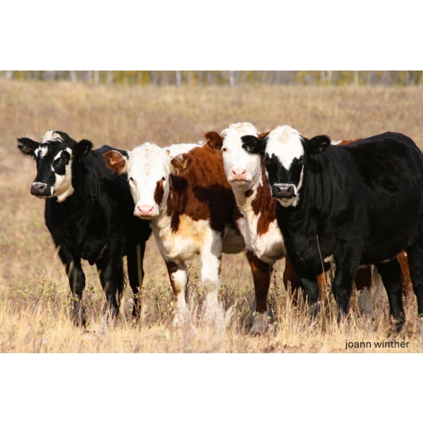 Todd Block - 35 Hereford/BBF Heifers