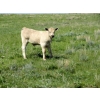 Image 13 : Circus Coulee Cattle - 550# November Delivery Steer Calves - 100 Head (Dorothy, AB) 