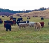 Image 3 : Harpur Ranch - 600# November Delivery Steer Calves - 75 Head (Rock Creek, BC)