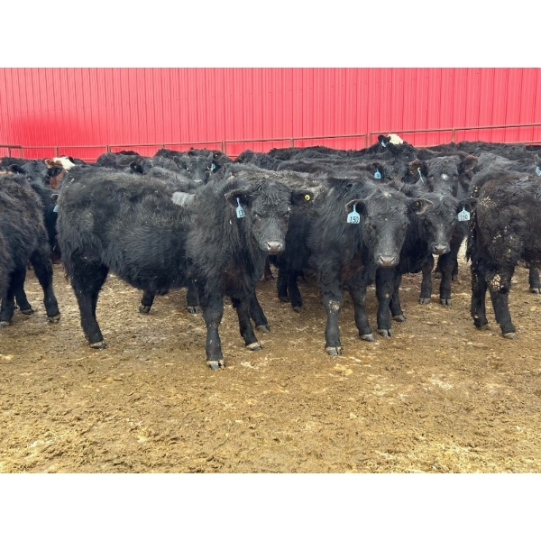 Turtleview Livestock - 750# March Delivery Steers - 79 Head (Goodlands, MB) VBP+