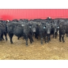 Image 1 : Turtleview Livestock - 750# March Delivery Steers - 79 Head (Goodlands, MB) VBP+
