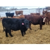 Image 2 : Rusty Myskiw - 650# February Delivery Heifers - 50 Head (Marquette, MB)