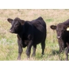 Image 7 : Brightside Stables - 600# October Delivery Steer Calves - 45 Head (Russell, MB)
