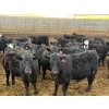 Image 2 : Habraken Farms Ltd. - 825# March Delivery Heifers - 76 Head (Scandia, AB)