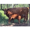 Image 9 : 130 Mile Ranch - 600# October Delivery Steer Calves - 90 Head (Lac La Hache, BC)