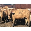Image 4 : Turtleview Livestock - 870# September Delivery Grass Heifers - 70 Head (Goodlands, MB) VBP+