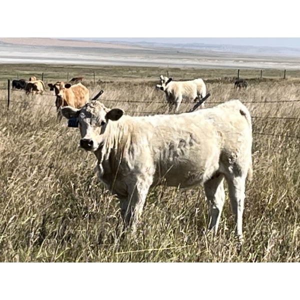 K Griffith Ranching - 510# November Delivery Heifer Calves - 90 Head (Delia, AB)