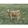 Image 13 : Saddleridge Farming - 640# November Delivery Steers - 100 Head (Rosemary, AB)