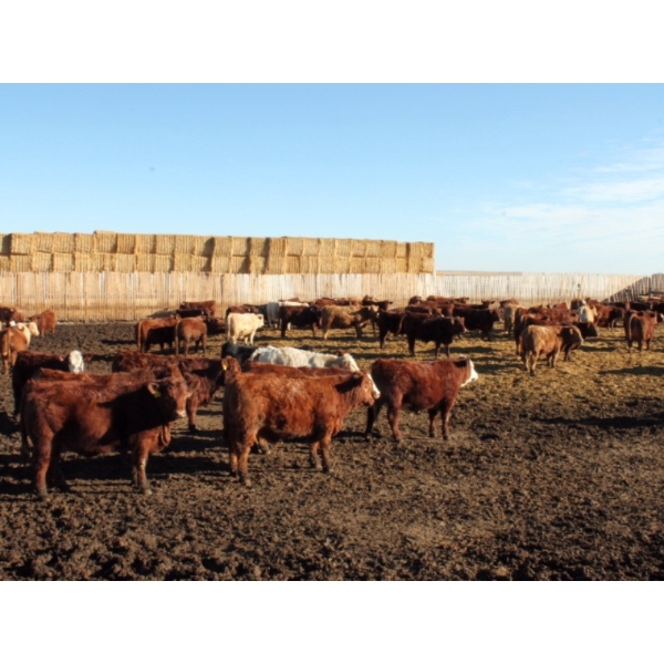 Lazy S Over U Cattle Co. - 1010# February Delivery Steers - 155 Head (Iron Springs, AB)