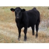 Image 9 : L & J Ranch - 640# Oct/Nov Steer Calves - 54 Head (Harptree, SK)