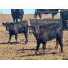 Image 2 : Schunicht Farms - 680# Dec/Jan Delivery Weaned Heifers - 85 Head (Strathmore, AB)