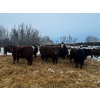 Image 3 : Chris Bartel - 900# March Delivery Heifers - 70 Head (Fort Vermilion, AB)
