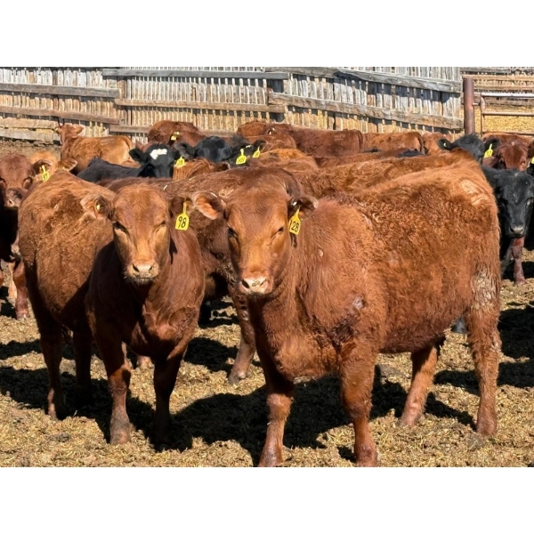 Rob Mossey - 1000# August Delivery Heifers - 120 Head (Vauxhall, AB)