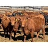 Image 1 : Rob Mossey - 1000# August Delivery Heifers - 120 Head (Vauxhall, AB)