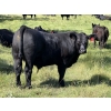 Image 6 : Rafter 17 Ranching  - 830# October Delivery Steer Calves - 150 Head (Eckville, AB) VBP+