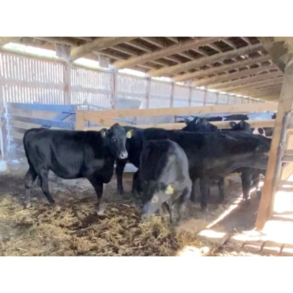 Iberg Farms Ltd. - 565# Mixed Crossbreds - 8 Head (Langley, BC)