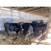 Image 1 : Iberg Farms Ltd. - 565# Mixed Crossbreds - 8 Head (Langley, BC)