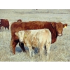 Image 4 : Ugly Head Feeders - 640# November Heifer Calves - 75 Head (Killam, AB)