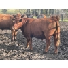 Image 10 : Regehr Land & Cattle - 1050# September Delivery Grass Steers - 59 Head (Winfield, AB)