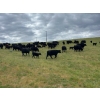 Image 5 : 44 Cattle Co./T6 Ranch - 630# November Delivery Heifer Calves - 95 Head (OK Falls, BC)