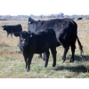 Image 4 : Susy Friesen - 525# October Delivery Heifer Calves - 40 Head (Patricia, AB)