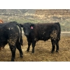 Image 12 : John & Kate Anderson - 930# March/April Delivery Steers - 65 Head (Ashcroft, BC)
