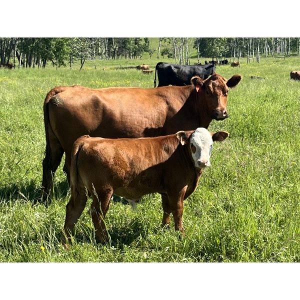 Bar-N Ranch - 580# October Delivery Heifer Calves - 95 Head (Diamond Valley, AB)