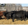 Image 1 : Michael Jennings - 680# March Delivery Steers - 73 Head (Condor, AB)