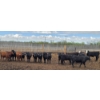 Image 6 : Block's Ranching Ltd. - 685# May Delivery Heifers - 44 Head (Bow Island, AB)