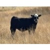 Image 6 : Prairie Haven Whitetails/Meier Land & Livestock - 620# November Steer Calves - 75 Head (Hays, AB)