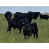 Image 3 : Vredegoor Ranch - 500# October Delivery Steer Calves - 200 Head (Handhills, AB)