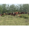 Image 6 : 7C Ranch - 580# October Delivery Steer Calves - 100 Head (Marwayne, AB)