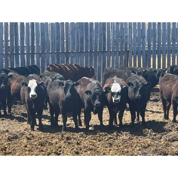 Clay Ridge Stock Farms Inc. - 625# May Delivery Heifers - 56 Head (Fairlight, SK)
