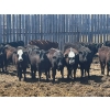 Image 1 : Clay Ridge Stock Farms Inc. - 625# May Delivery Heifers - 56 Head (Fairlight, SK)