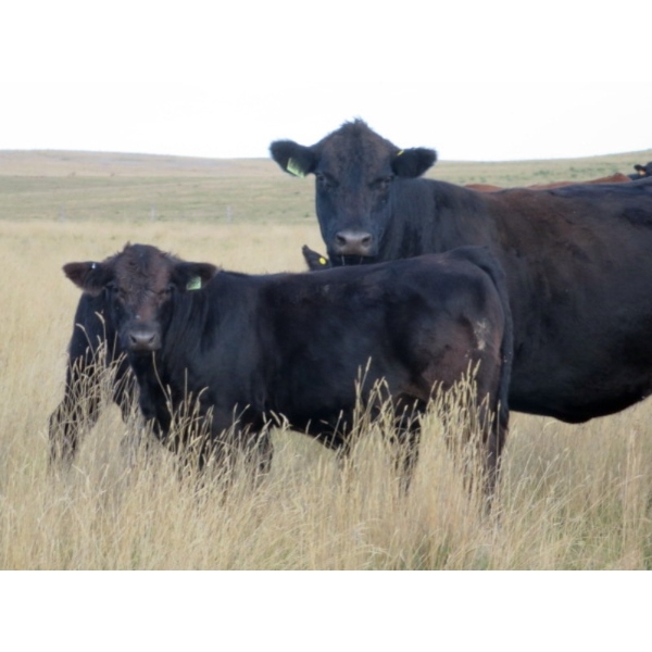 Marshall Murch - 570# November Delivery Steer Calves - 105 Head (Lancer, SK) VBP+
