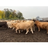 Image 17 : French's Farm - 1025# October Delivery Steers - 180 Head (Kelwood, MB)