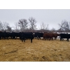 Image 4 : 7L Ranch - 870# March Delivery Steers - 68 Head (Lakeland, MB) VBP+
