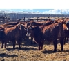 Image 3 : Elkwater Farming Co. - 975# March Delivery Steers - 130 Head (Irvine, AB)