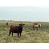 Image 3 : Crisp Ranches - 920# September Delivery Grass Heifers - 136 Head (Monitor, AB)