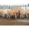 Image 6 : Vossepoel Cattle Co. - 630# December Delivery Weaned Heifers - 250 Head (Tilley, AB)