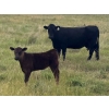 Image 4 : Black Diamond Agro - 490# October Delivery Steer Calves - 115 Head (Fiske, SK)