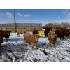 Image 6 : X Bar X Cattle Co. Ltd. - 1036# March/April Delivery Steers - 60 Head (Lomond, AB)