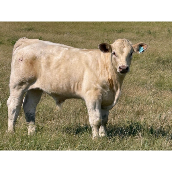Justin & Kryston Tateson - 750# December Delivery Weaned Steers - 83 Head (Scandia, AB)