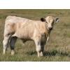 Image 1 : Justin & Kryston Tateson - 750# December Delivery Weaned Steers - 83 Head (Scandia, AB)