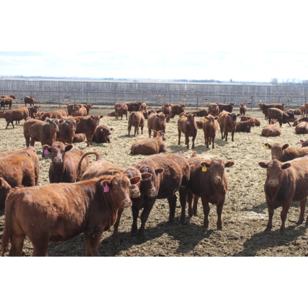 A&S Farms - 30 Red Replacement Heifers (Coaldale, AB)