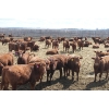 Image 1 : A&S Farms - 30 Red Replacement Heifers (Coaldale, AB)