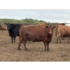 Image 4 : Cunningham Cattle Co. - 1700# June Delivery Fed Cows - 36 Head (Sundre, AB)